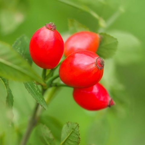 ROSA RUBIGINOSA - Eglantier odorant, Rosier rouill�