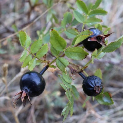 ROSA PIMPINELLIFOLIA - Rosier pimprenelle