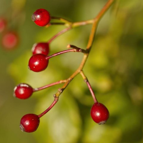 ROSA MULTIFLORA - Rosier multiflore