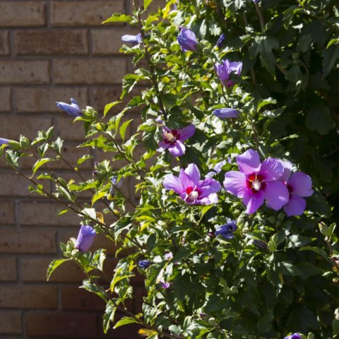 ALYOGYNE HUEGELII - Hibiscus bleu d�Australie