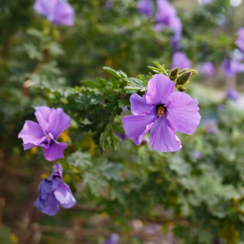 ALYOGYNE HUEGELII - Hibiscus bleu d�Australie
