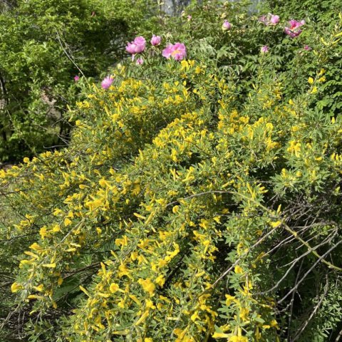 CYTISUS x PRAECOX �Allgold� #1