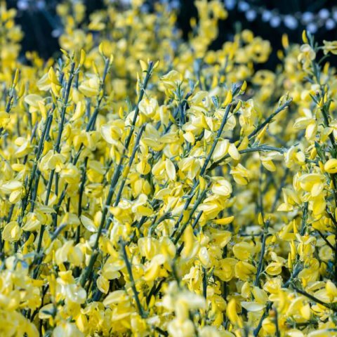 CYTISUS x PRAECOX �Allgold� #2