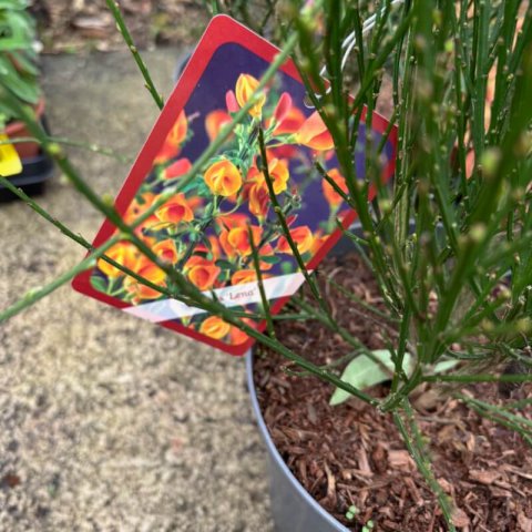 CYTISUS x PRAECOX �Lena� #1