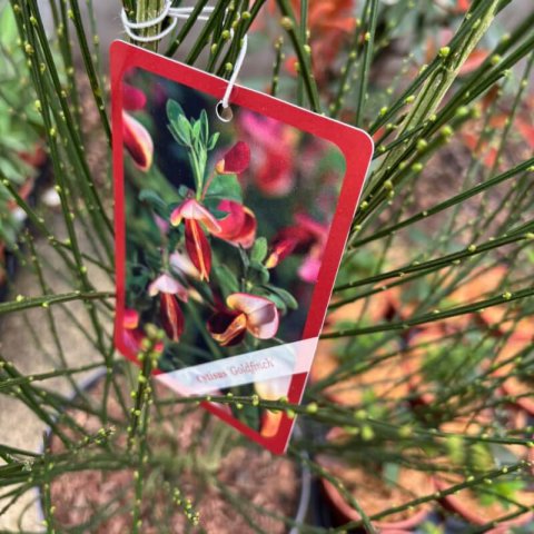 CYTISUS x PRAECOX �Goldfinch� #1