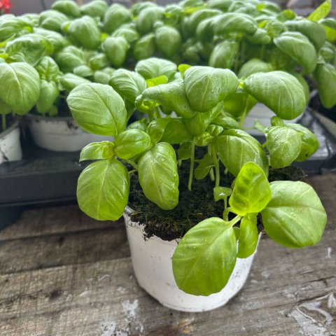 OCIMUM BASILICUM Genovese