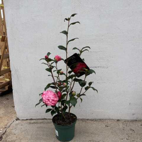 CAMELLIA x WILLIAMSII �Joe Nuccio� #1