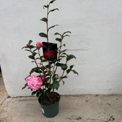 CAMELLIA x WILLIAMSII �Joe Nuccio� #2