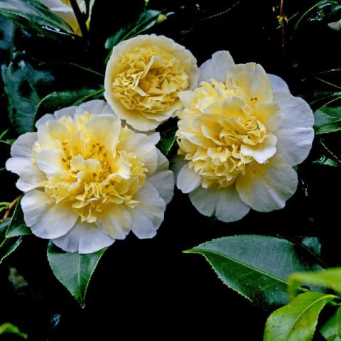 CAMELLIA x WILLIAMSII �Jury�s Yellow� #1