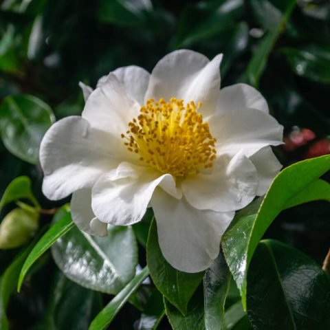 CAMELLIA JAPONICA �Silver Waves� #1