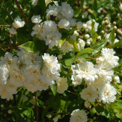 ROSA BANKSIAE ALBA PLENA - Rosal de Banks blanco
