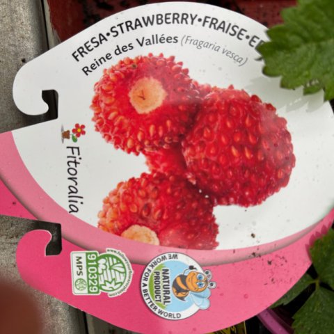 FRAGARIA VESCA Fresita del bosque 