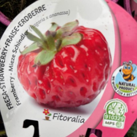 FRAGARIA X ANANASSA Framberry - Fraise-framboise �Framberry�