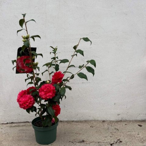 CAMELLIA JAPONICA �Satsuma Kurenai� #1