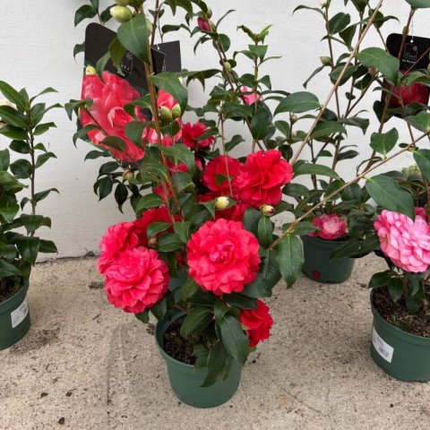 CAMELLIA JAPONICA �Satsuma Kurenai� #2