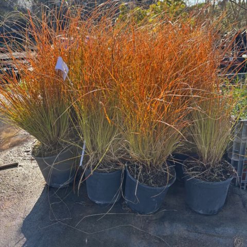 CAREX TESTACEA - Carex rojo