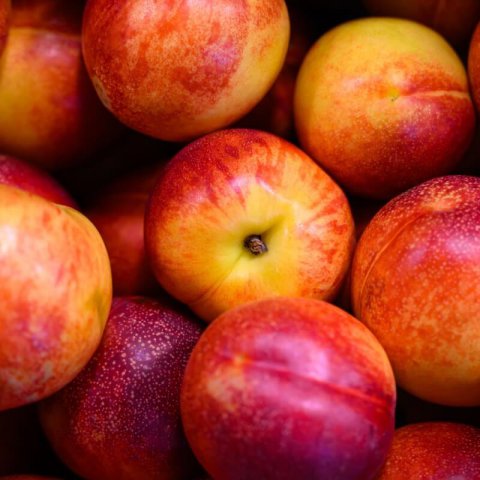 PRUNUS PERSICA var. NUCIPERSICA - NECTARINA EARLY SUNGRAND