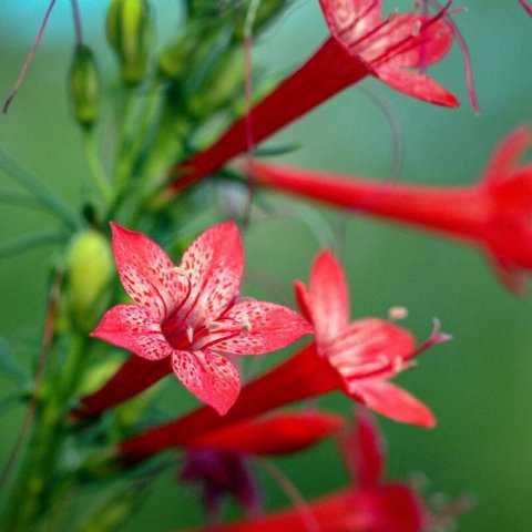 IPOMOPSIS RUBRA - Trompeta escarlata #1