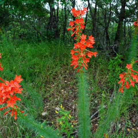 IPOMOPSIS RUBRA - Trompeta escarlata #2