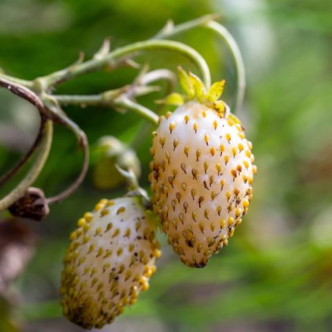 FRAGARIA VESCA Yellow Wonder