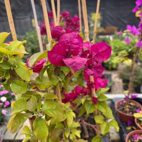 BOUGAINVILLEA SPECTABILIS - Bougainvillea grenat