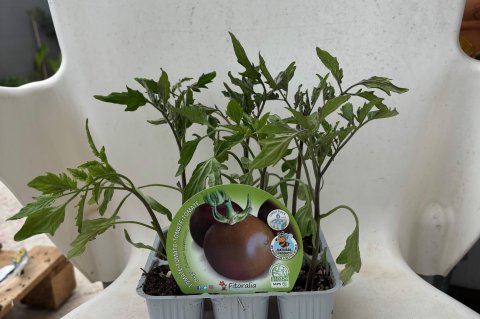 LYCOPERSICUM ESCULENTUM - TOMATO Black #1