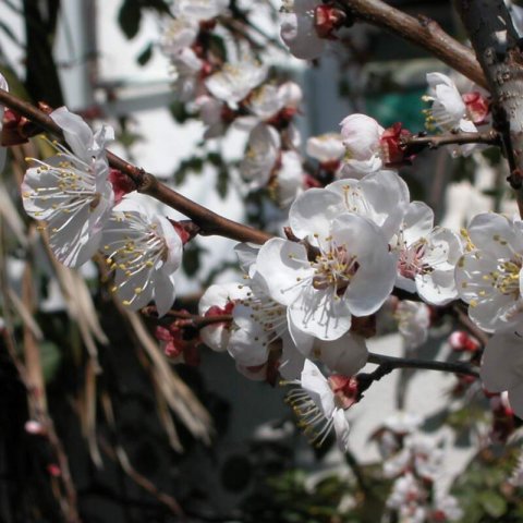 PRUNUS ARMENIACA - APRICOT TREE MONIQUI