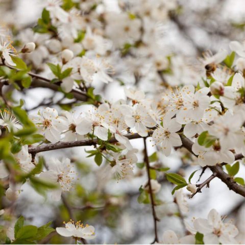 PRUNUS AVIUM - CERISIER 4-84 #1