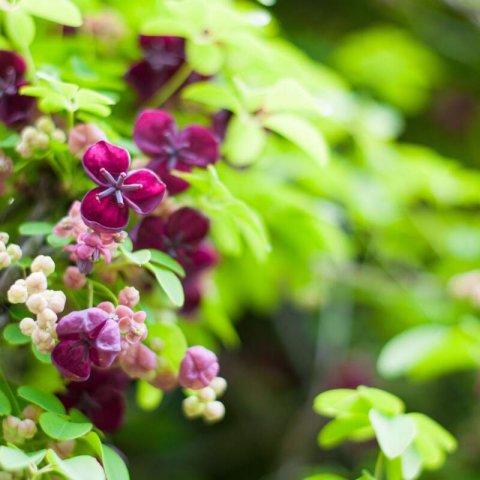 AKEBIA QUINATA - Vi�a chocolate