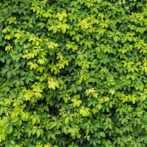 AKEBIA QUINATA - Vi�a chocolate