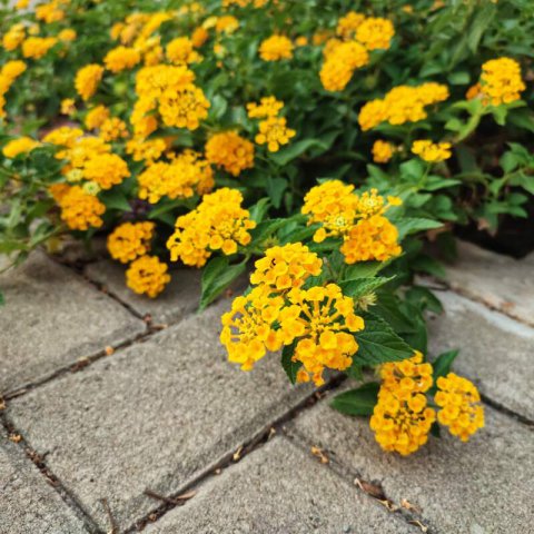 LANTANA MONTEVIDENSIS mix