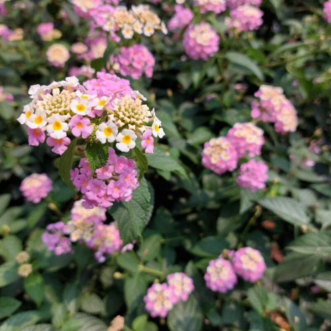 LANTANA MONTEVIDENSIS mix