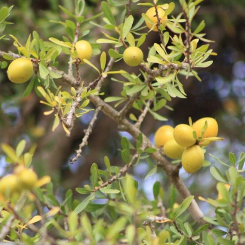 ARGANIA SPINOSA