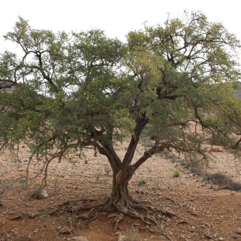 ARGANIA SPINOSA