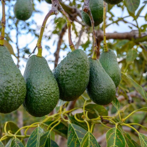 PERSEA AMERICANA - AGUACATE LAMB HASS
