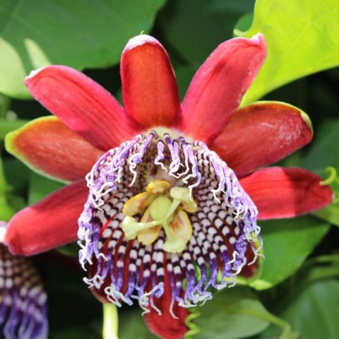 PASSIFLORA QUADRANGULARIS - MARACUY&Aacute; GIGANTE