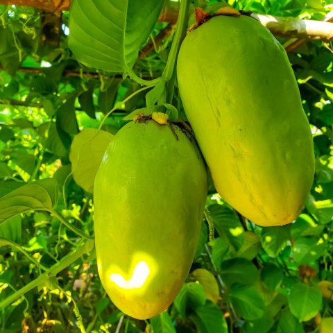 PASSIFLORA QUADRANGULARIS - MARACUY&Aacute; GIGANTE