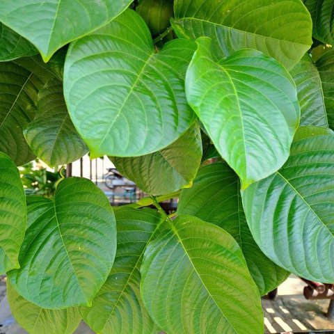 PASSIFLORA QUADRANGULARIS - MARACUY&Aacute; GIGANTE