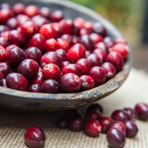 VACCINIUM MACROCARPON