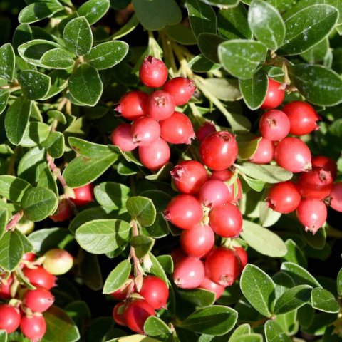 VACCINIUM MACROCARPON