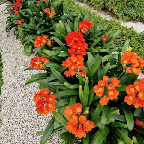 CLIVIA MINIATA - Natal Lily