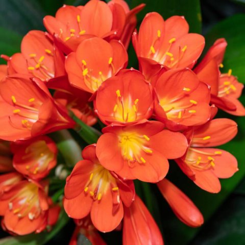 CLIVIA MINIATA - Natal Lily