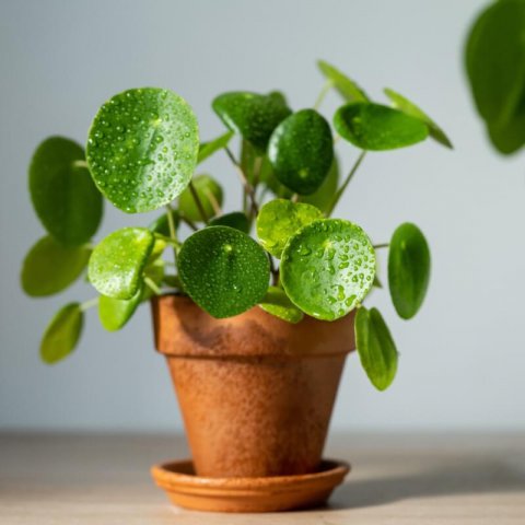 PILEA PEPEROMIOIDES