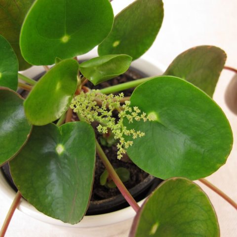 PILEA PEPEROMIOIDES