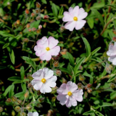 CISTUS x SKANBERGII