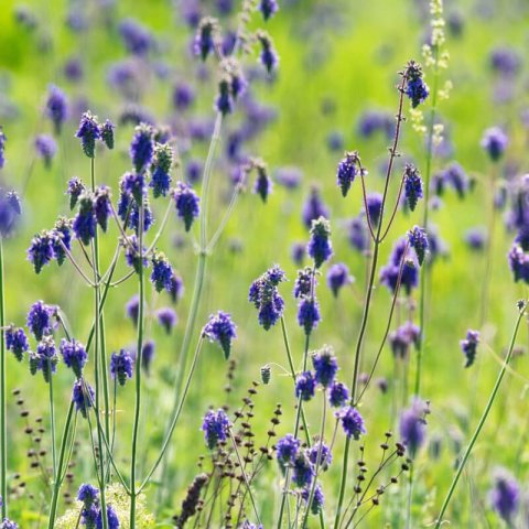 SALVIA NUTANS - Salvia inclinada #1