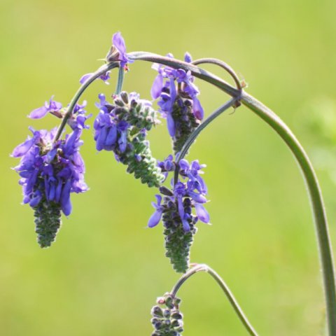 SALVIA NUTANS - Salvia inclinada #2