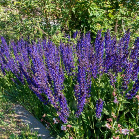 SALVIA PRATENSIS