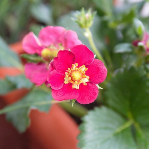 FRAGARIA x ANANASSA Tristan - Fraisier �Tristan�