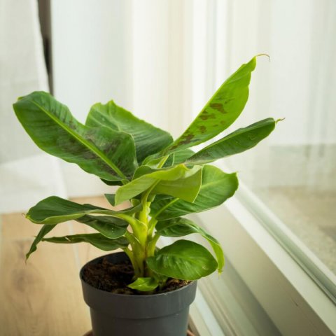 MUSA ACUMINATA cv. TROPICANA